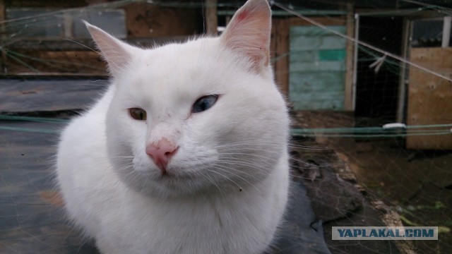 Котовторник 8.10.2013