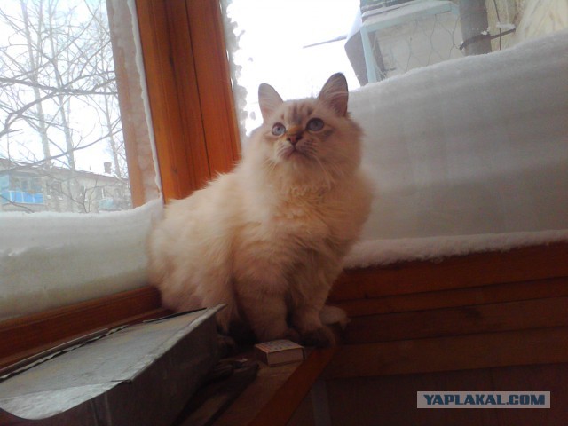 Котовторник  10.12.2013