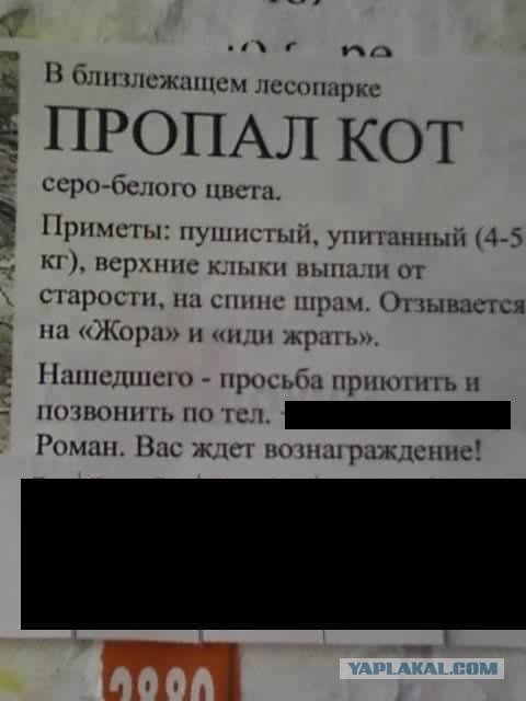 Объявление "Пропал кот"