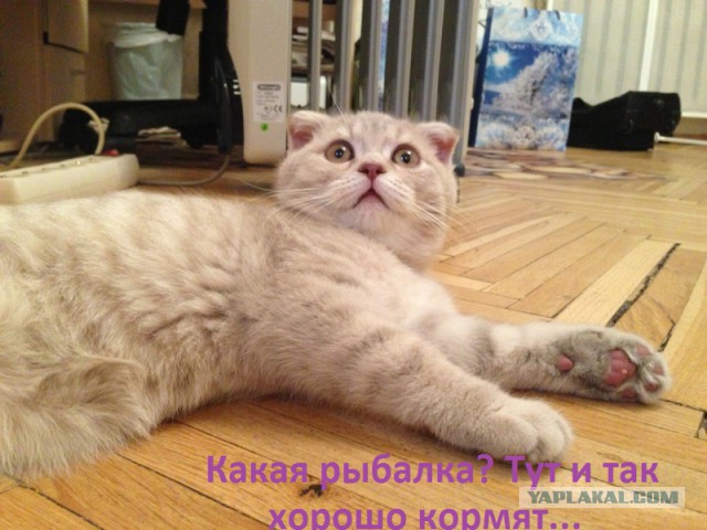 Кот пришел ко мне на речку