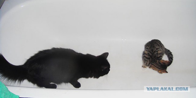 Котовторник 24.06.2014