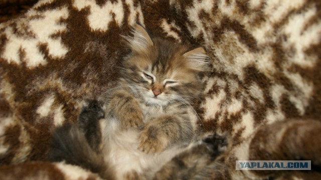 Котовторник 05.08.2014