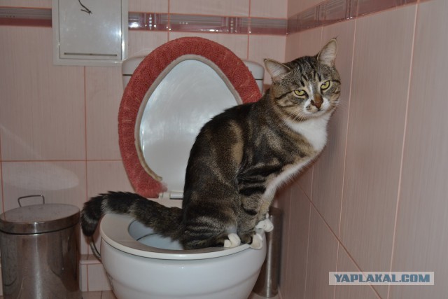 Котовторник 12.08.2014