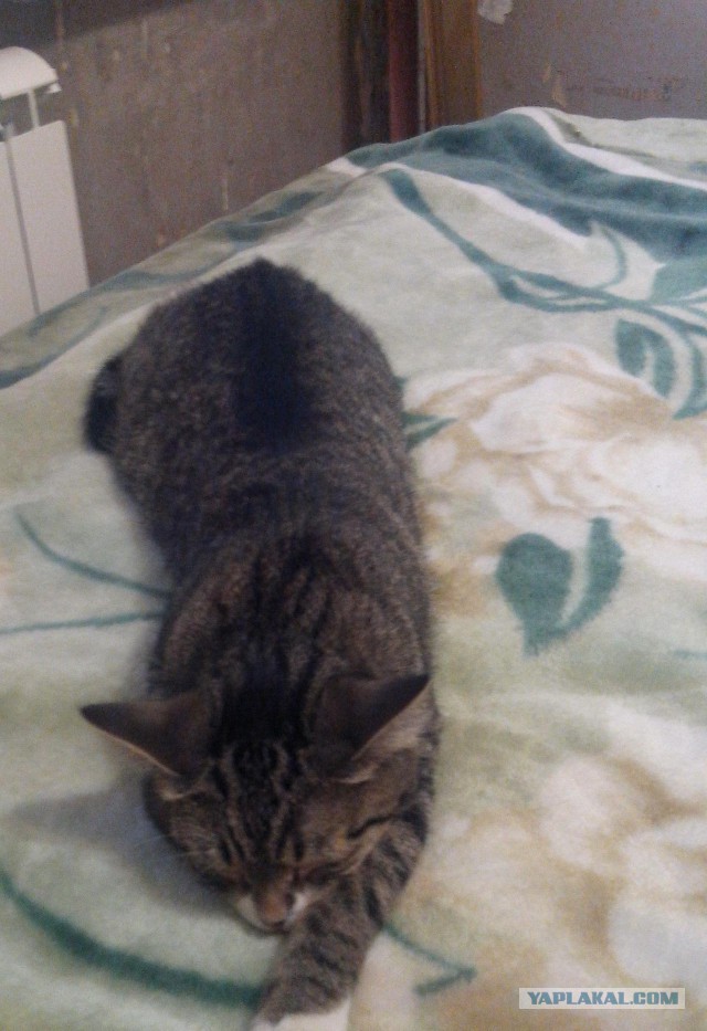 Котовторник 19.08.2014