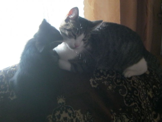 Котовторник 26.08.14.