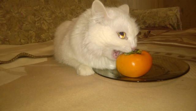 Жизнь домашнего приюта для котеек 37