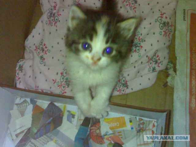 Котовторник