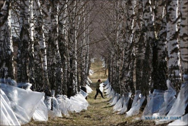 Сбор березового сока
