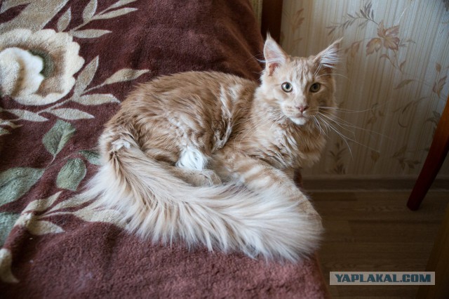 Котовторник 07 04 2015
