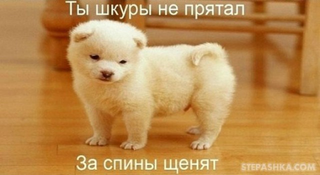 Нападение вомбата (+21)