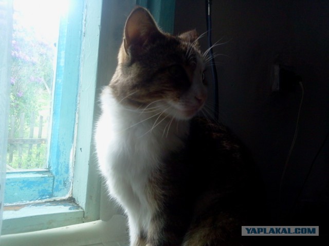 Котовторник