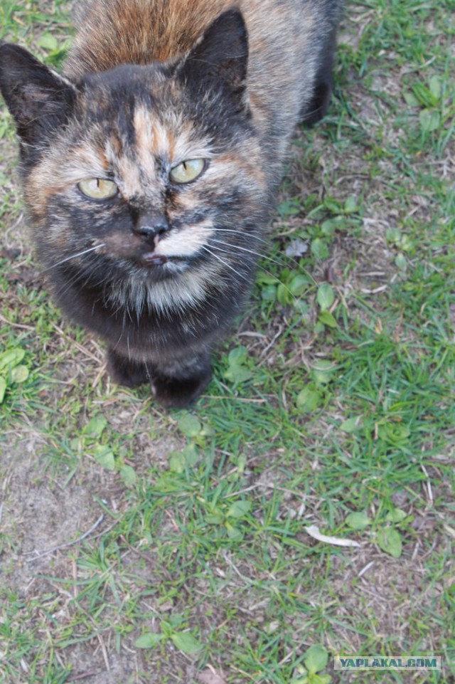 Котовторник 16.06.2015., Котовторник наступил!