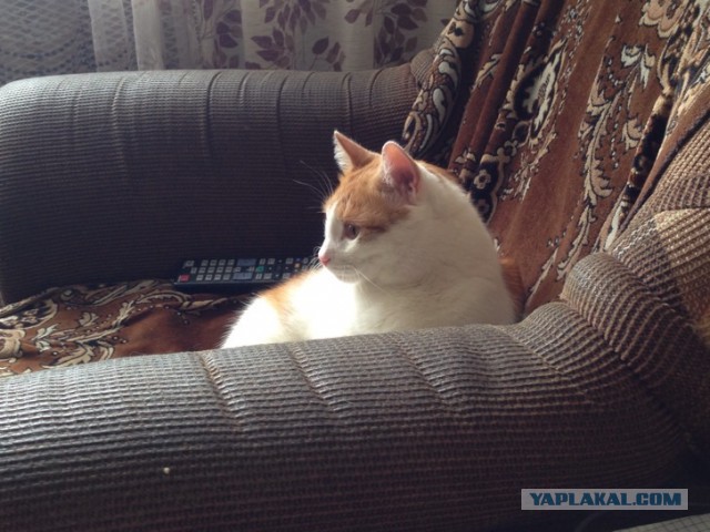 Котовторник