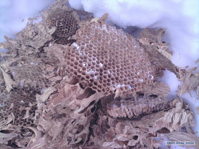 Коттедж опасных соседей