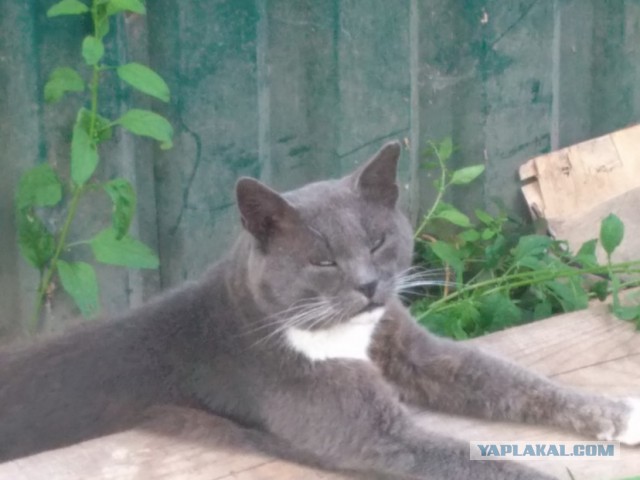 Котовторник 11.08.2015