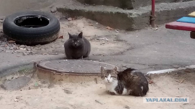 Котовторник 25.08.2015
