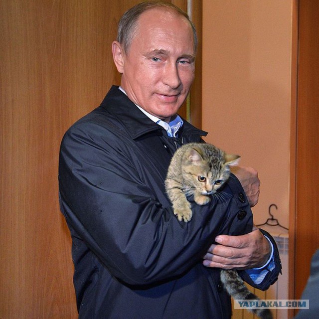 Владимир Путин с котом