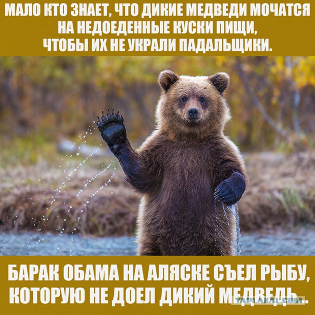 Обама доел за медведем лосося