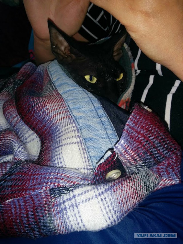 Котовторник 15-09-2015 !