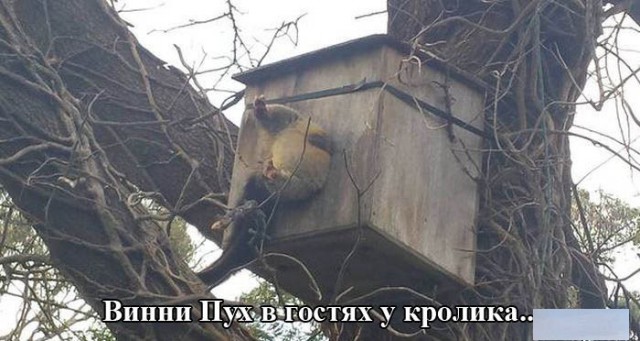 Картинки, гифки.