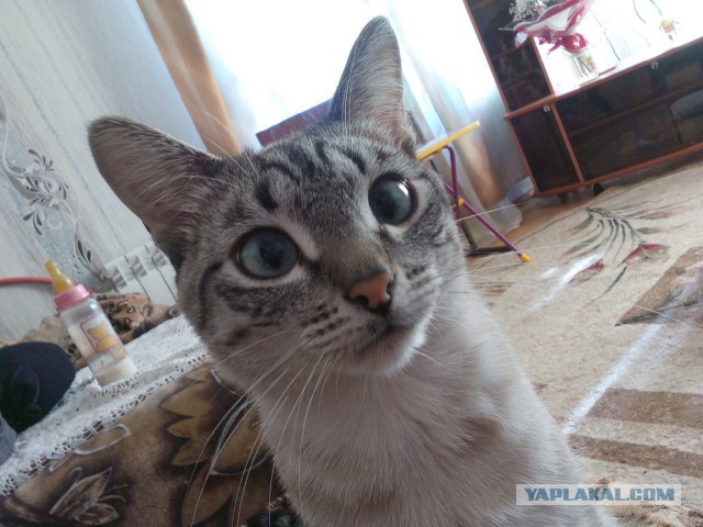 Котовторник 29-09-2015,