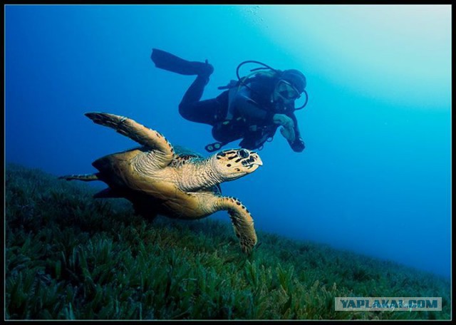Красное море