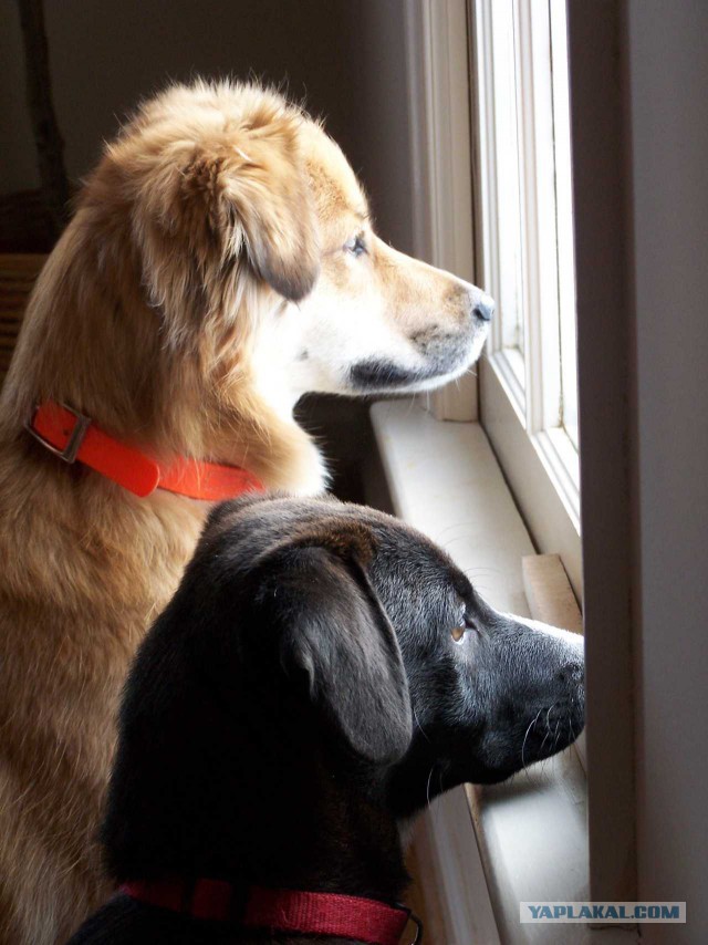 Собакочетверг