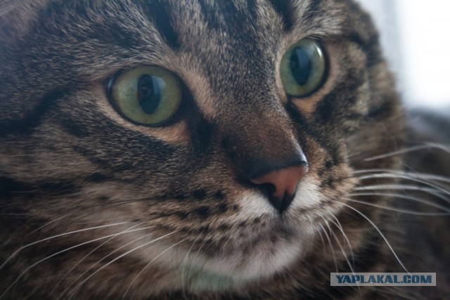 Мой личный котоленд 12