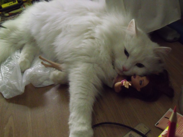 Котовторник  01.03.2016