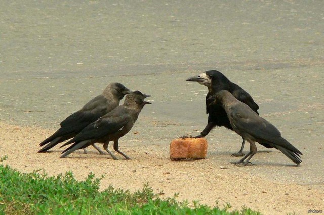 Подборка картинок