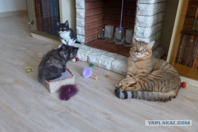 Котовторник. Алиса. Одно из лучших творений природы.