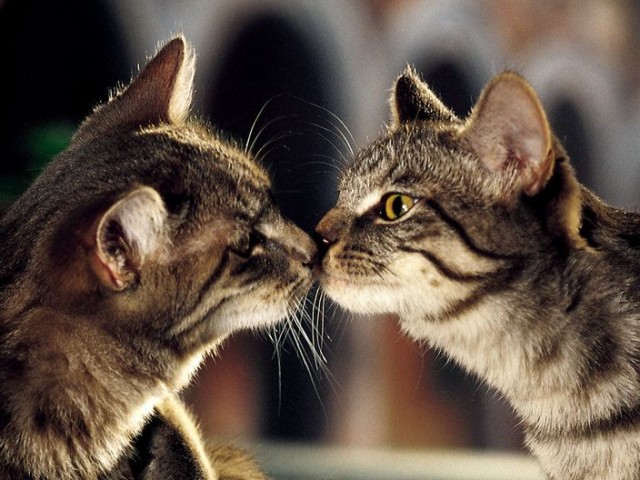 Котовторник на ЯПе (29.01)