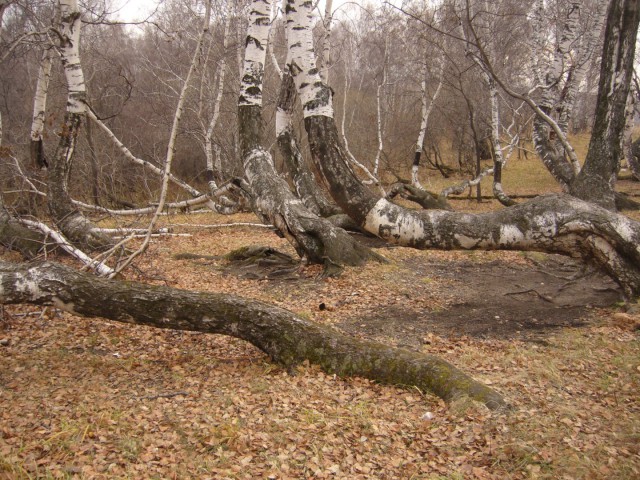 Березовая аномалия в Кузбассе