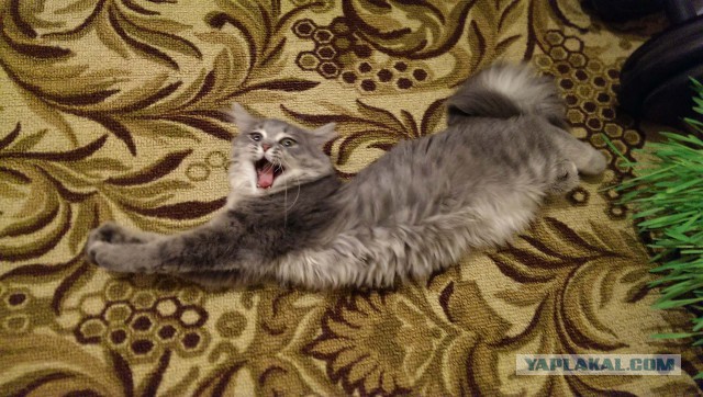 Мой зевающий кот