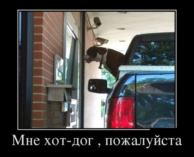 Порция картинок из сети.