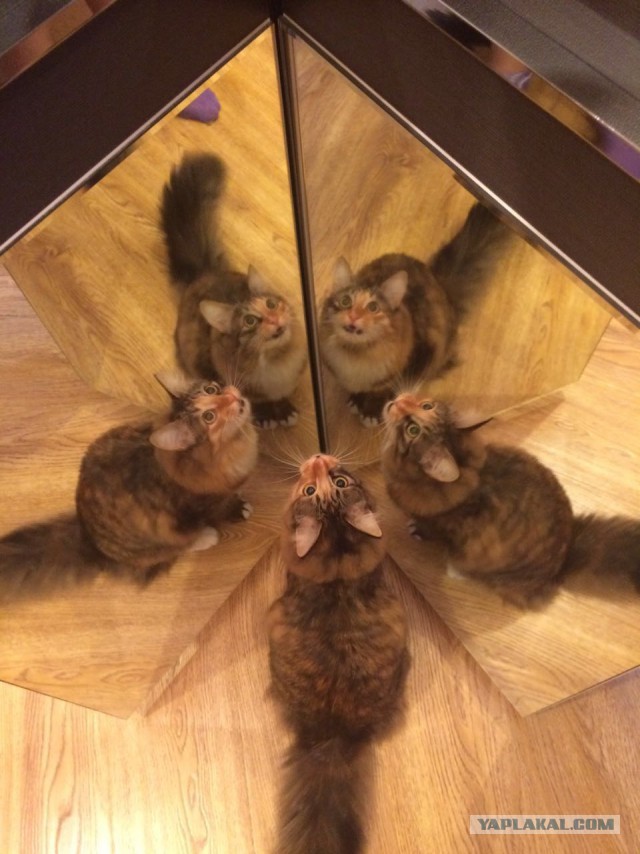 Котовторник 13.12.2016