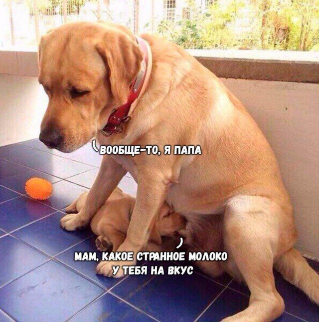 Субботняя деградация