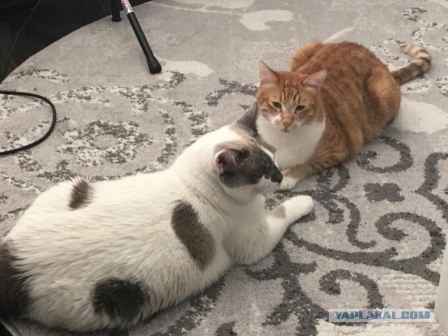 Котовторник 24.04.2018
