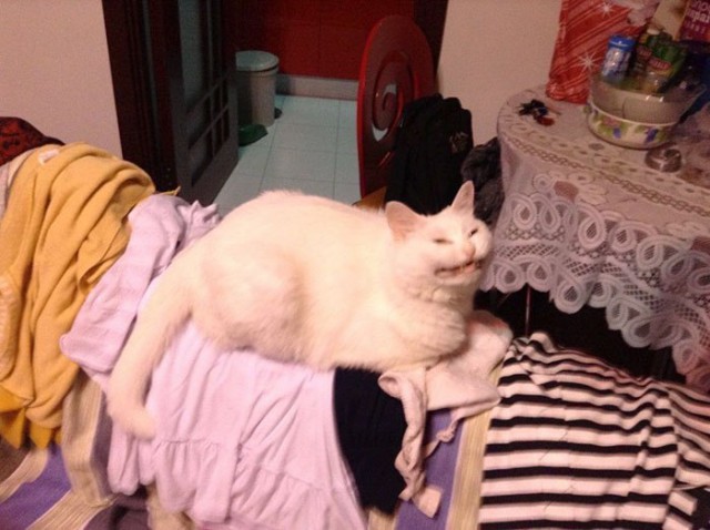 Кот без прикрас