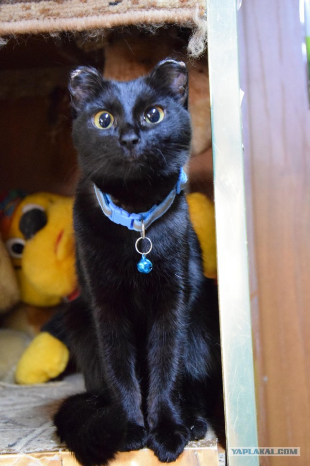 Котовторник 29.5.18