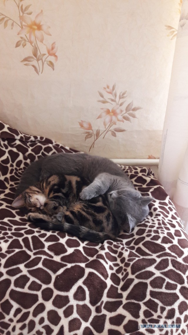 Котовторник 05.06.2018