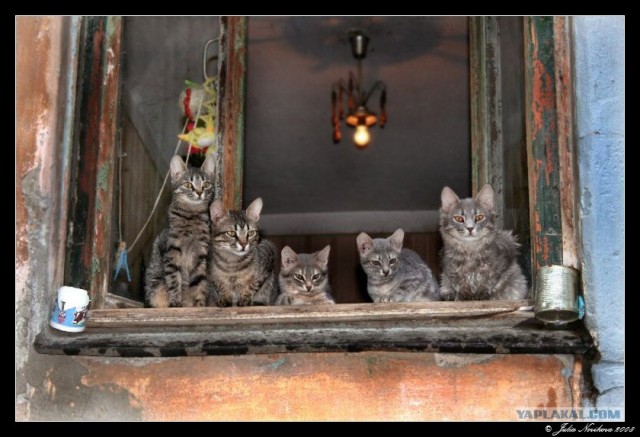 Ура, котовторник! (01.07.2008)