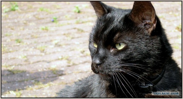 Котовторник на ЯПлакалъ (15.07.2008)