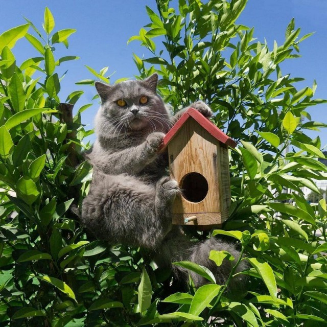 Прикольных котов пост