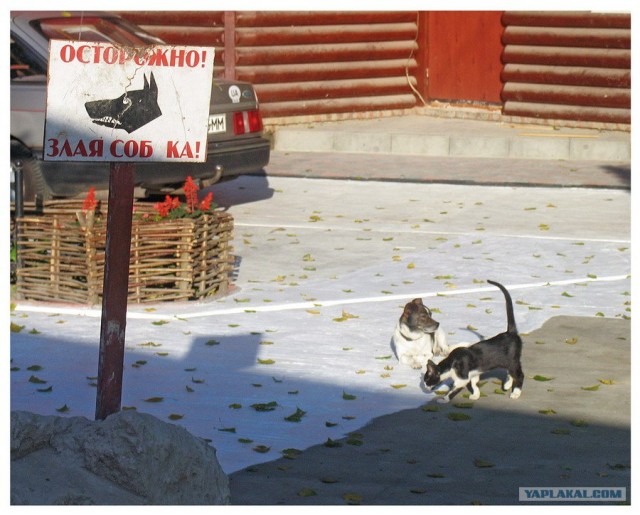 Устами котов