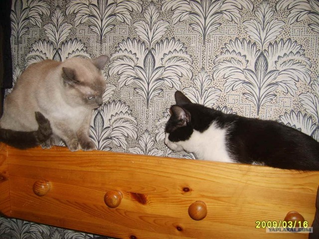 Котовторник, Весна, Цветы!