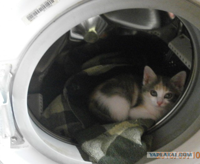 Котовторник 11.09.18.