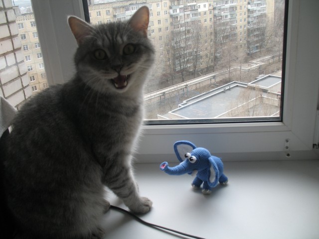 It's Catursday Fever! (Котовторник)
