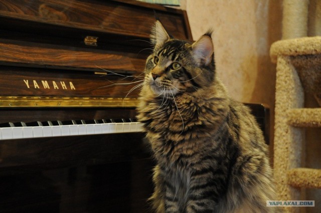 Котовторник 17.04.2012