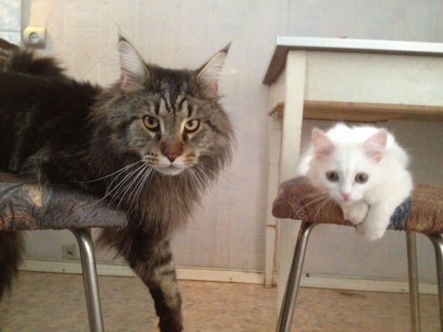 Котовторник  12. 06. 2012